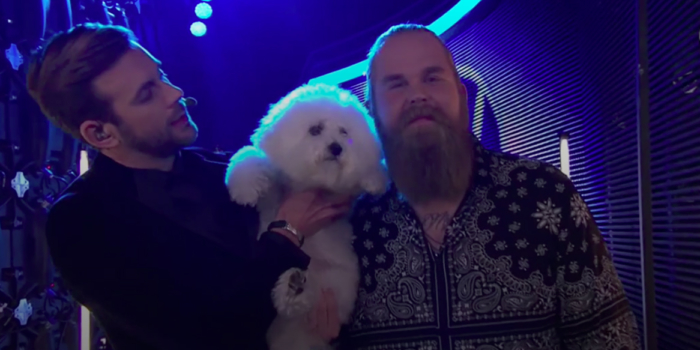 Bichon Frisé med i Idol